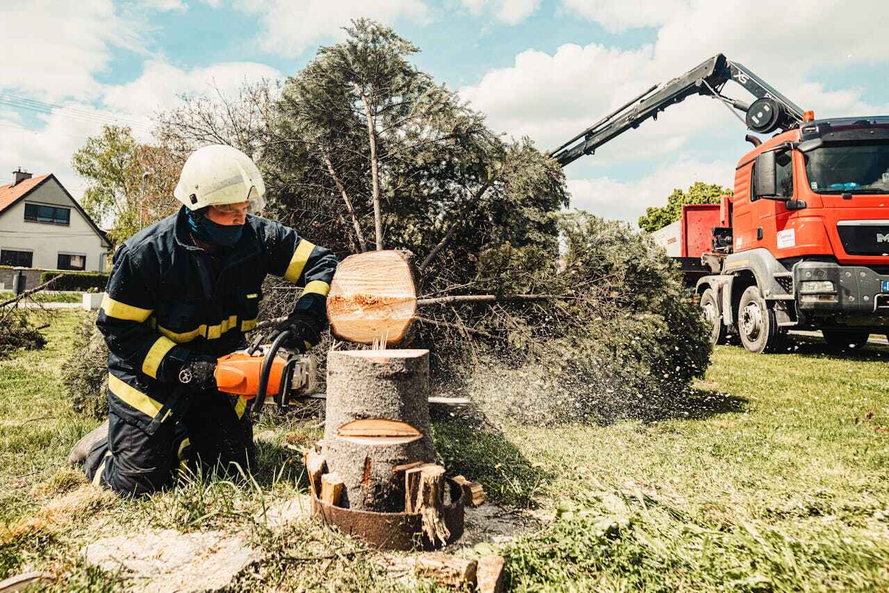 Best Palm Tree Trimming  in Cape Canaveral, FL